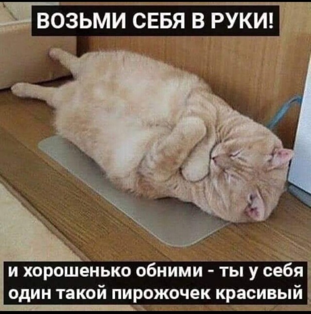 К котовторнику: подборка картинок-баянов с котиками и про котиков. Выпуск 32.