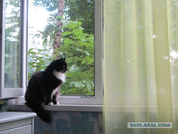 Котовторник 23.07.2013