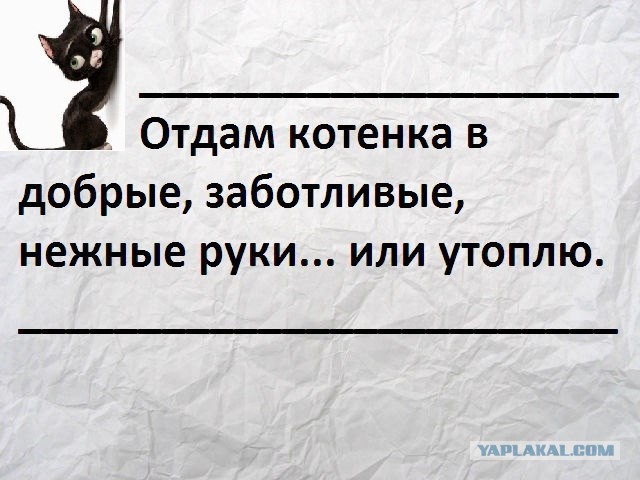 Пристраиваю котэ. Альтернатива - усыпление.