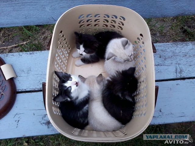 Котовторник 6.05.2014
