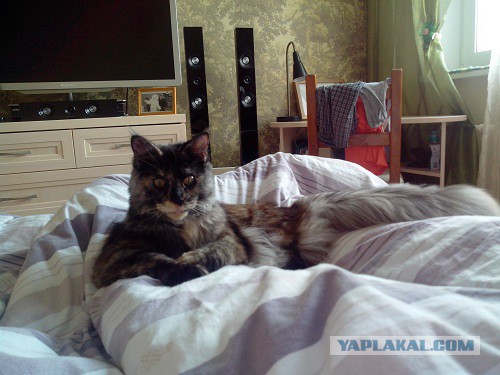С Котовторником!