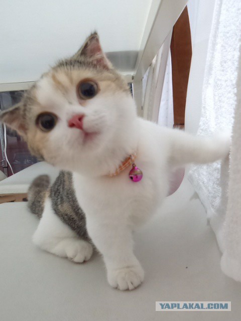 Дизайнерские штуки для котеев