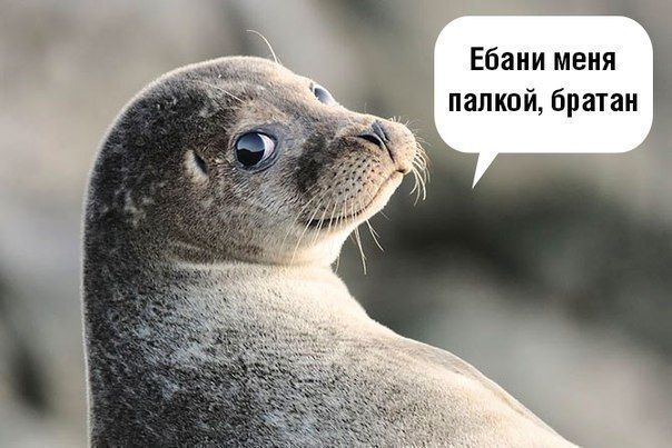 Экзотический животный мир Австралии