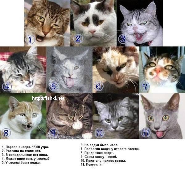Коты, кошки, котята