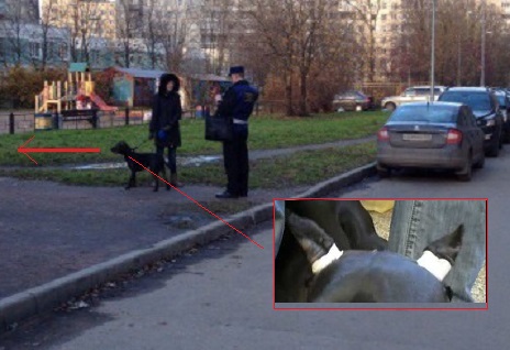 Она не кусается