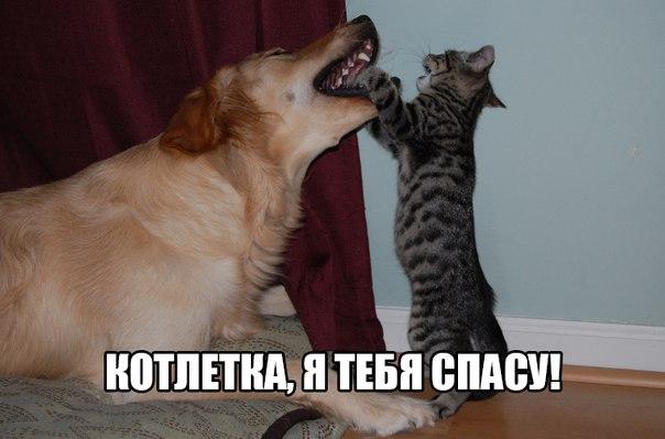 Картинки и демотиваторы