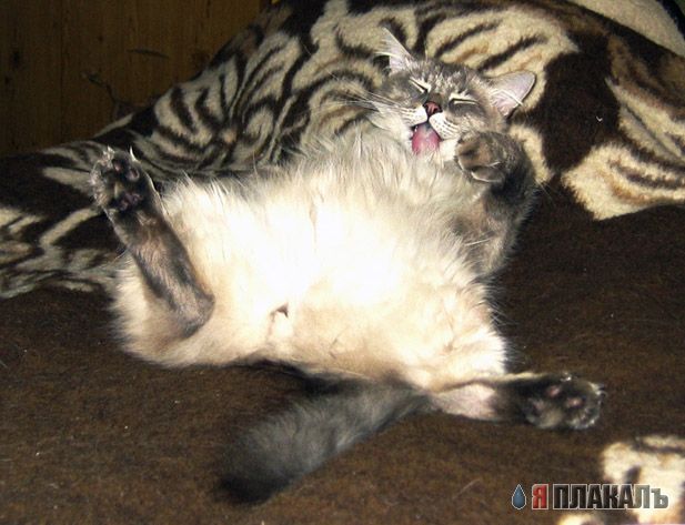 Коты, кошки, котята