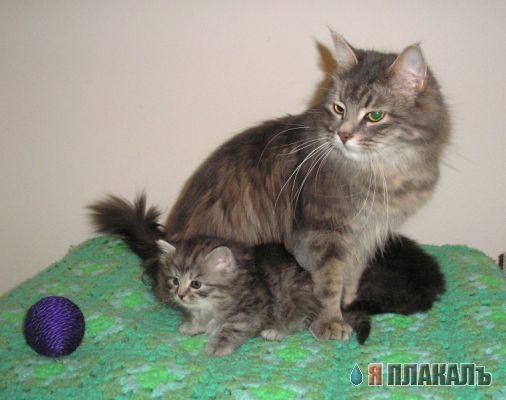 Коты, кошки, котята