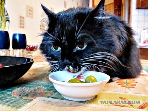 Еда которую вы терпеть не можете