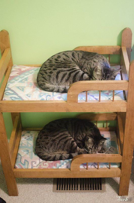 Котэ и кровать