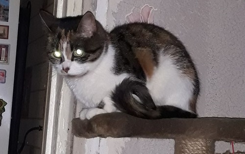 Котовторник  23.01.2018