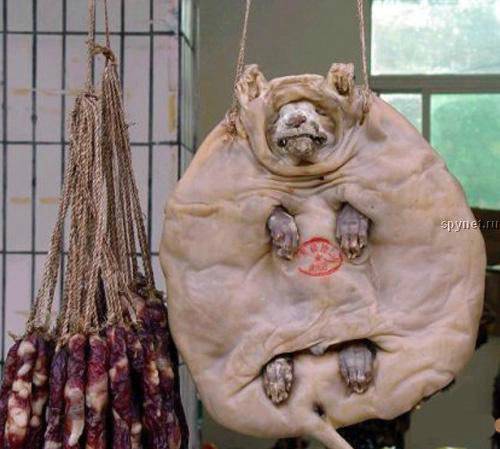 В Красноярске во дворе школы стая собак напала на 9-летнюю девочку