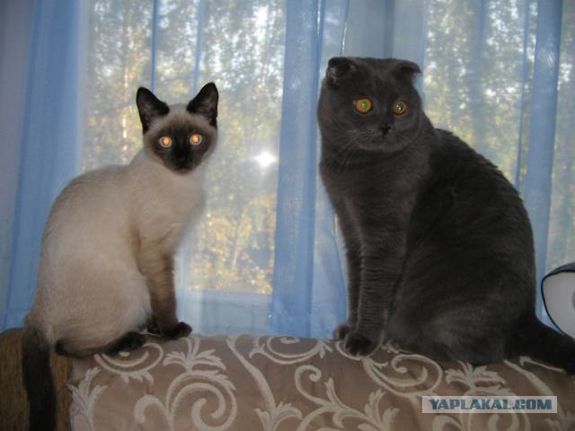 Котовторник на ЯПлакалъ 08.07.2008