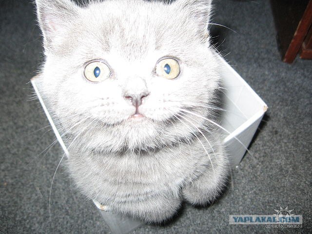 Котовторник