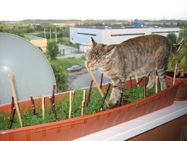 Котовторник на 24 августа