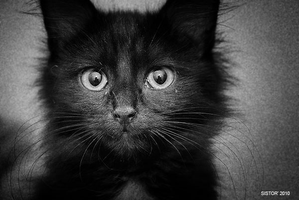 Как же можно про котовторник забыть?!