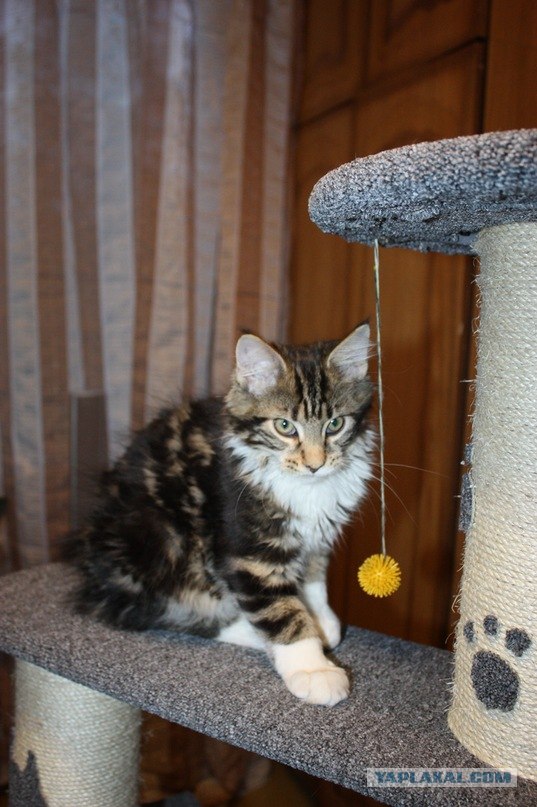 Котовторник