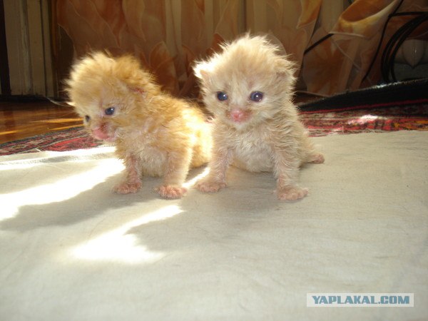 Котовторник так котовторник!