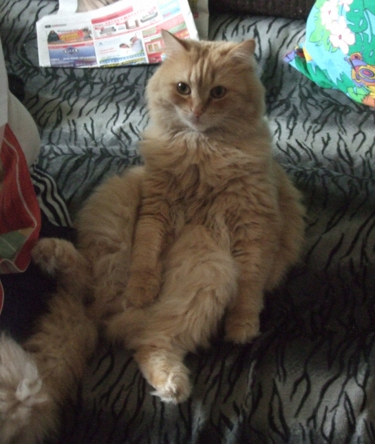 Котовторник 22.11.11