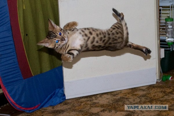 Котовторник  4.09.12