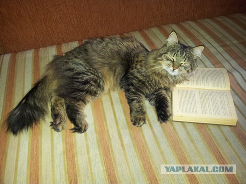 Купить Котенка В Луге Ленинградской Области