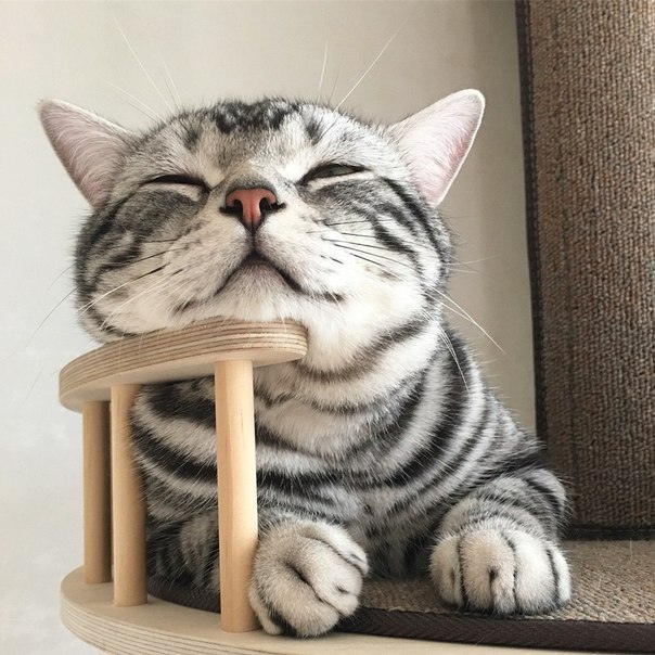 Котовторник! начнем? 04.06.19
