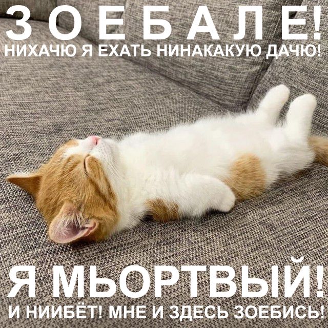 Котэ, Котэ и еще раз Котэ.