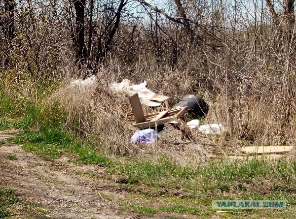 Насвинячить по-тихому не получилось!