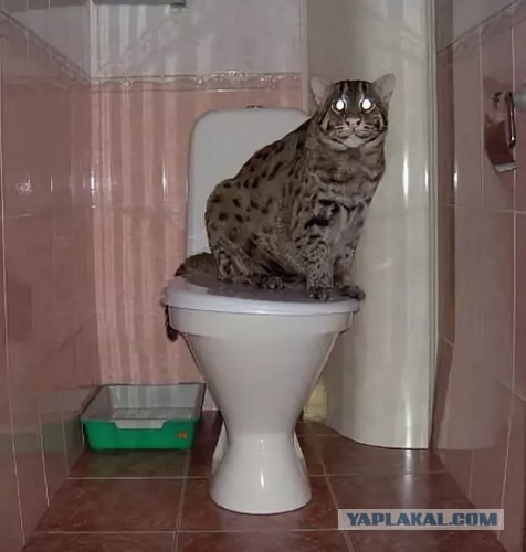 Гигантская кошка в моей квартире
