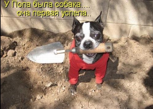 Кошачий погром