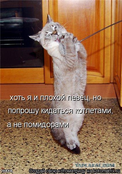 Кот поёт блюз