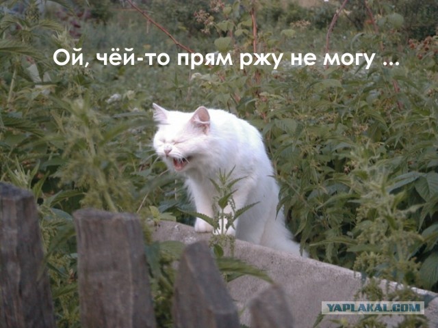 Картинки с котами и про котов