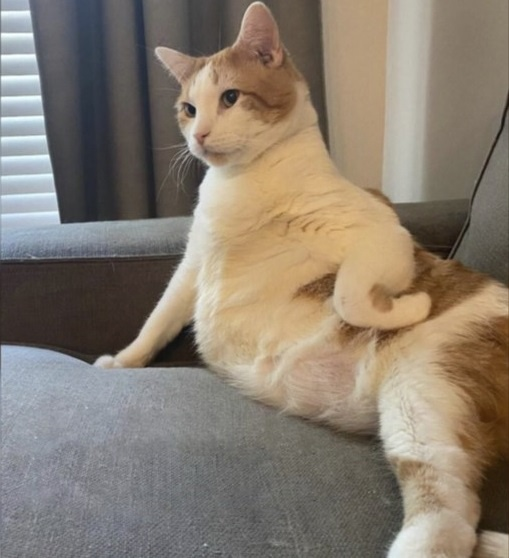 Котоюмор на ЯП. Веселые кото-картинки!