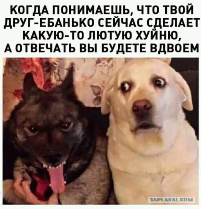 - Я один тут адекватный