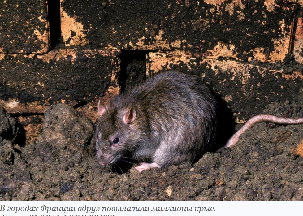 крысы во франции