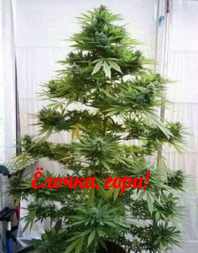 Не вдую, так хоть накурюсь