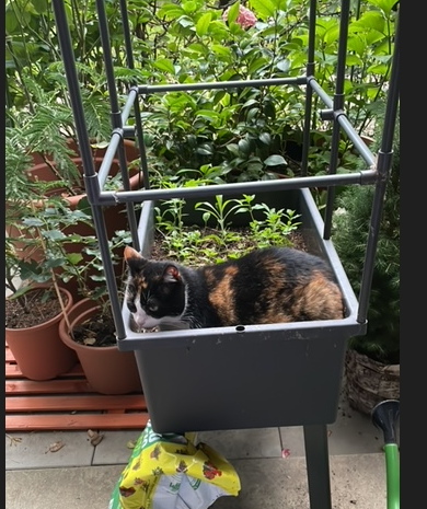 Начинаем котофторник?