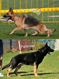 5 отличий между немецкой и восточно-европейской овчаркой