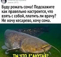 Тема про сома и про всяких вечно недовольных перцев. Кулинария, а может и нет. Короче, сейчас разберёмся.