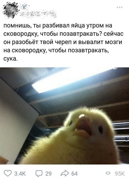 По распорядку. Дичь