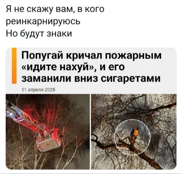 Пост про попугая