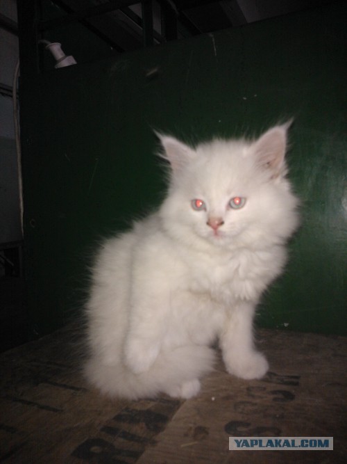 Котовторник 23.07.2013