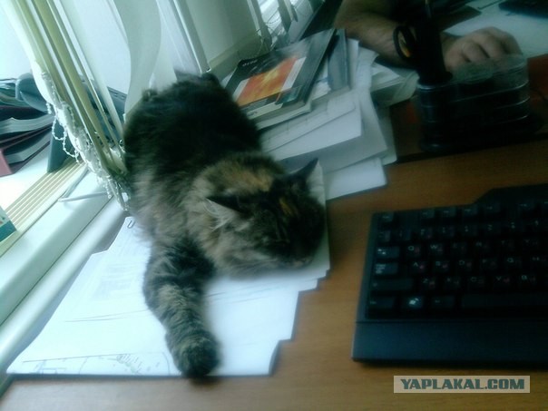 Котовторник 17.09.2013