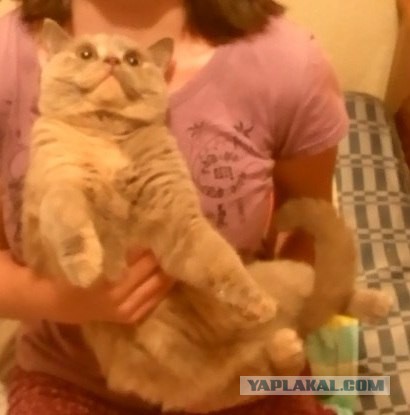 Котовторник  08.07.2014