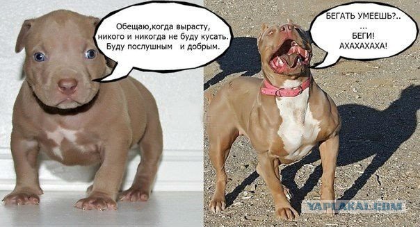 Весёлые картинки