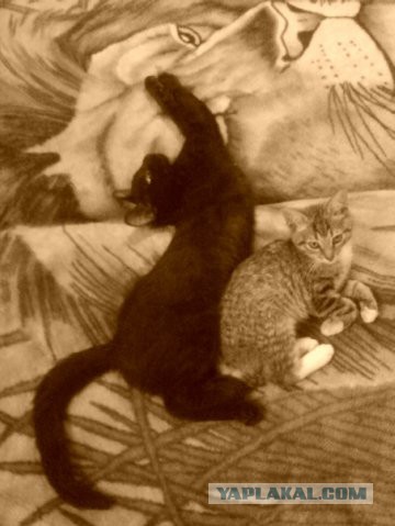 Котовторник 9.12.2014