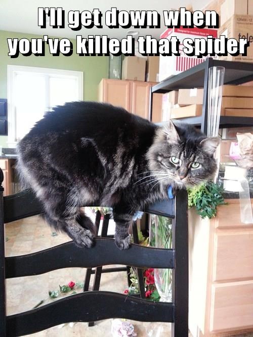 Чуть картинок