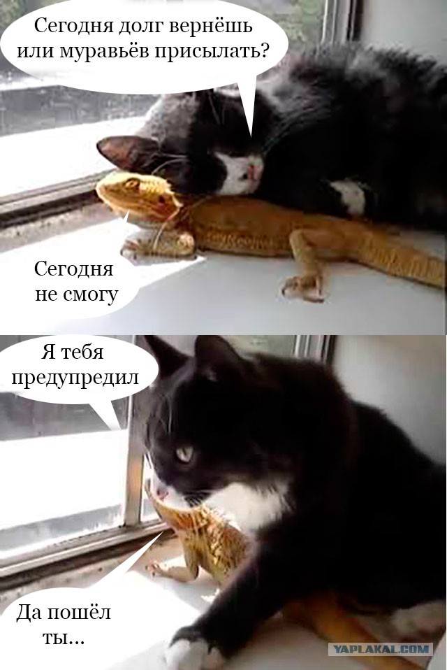 Муравьи разобрали ящерку на молекулы