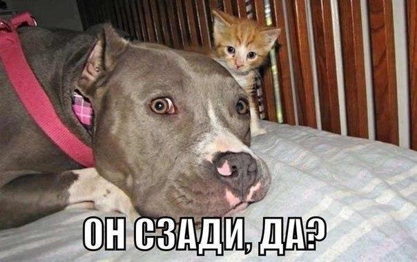 Картинки и демотиваторы