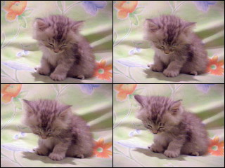 Коты, кошки, котята
